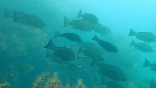 photo of Luderick (Girella tricuspidata)