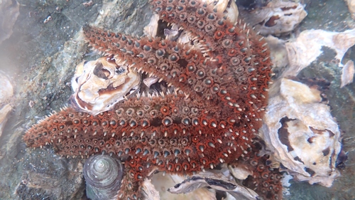 photo of Eleven-armed Sea Star (Coscinasterias muricata)