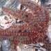 photo of Eleven-armed Sea Star (Coscinasterias muricata)