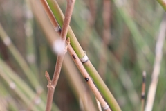 Equisetum hyemale