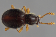 Brachycepsis
