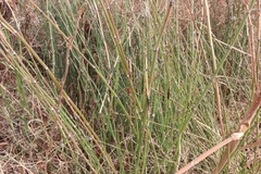 Equisetum hyemale