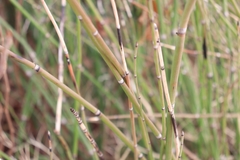 Equisetum hyemale