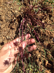 Malacothrix floccifera