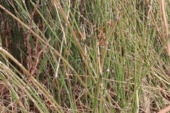 Equisetum hyemale