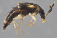Lordithon scutellaris