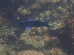 Moon wrasse