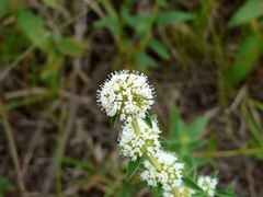 Hexasepalum sarmentosum