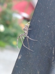 Allende nigrohumeralis