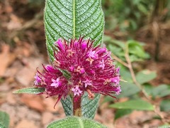 Palicourea erythrocephala