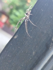 Allende nigrohumeralis