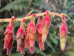Psammisia ferruginea