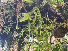 Phlegmariurus aqualupianus