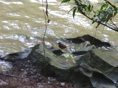 Myiothlypis fulvicauda