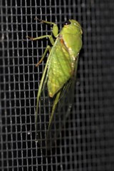 Glaucopsaltria viridis