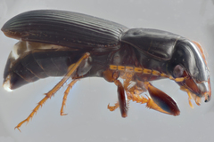Harpalus spadiceus
