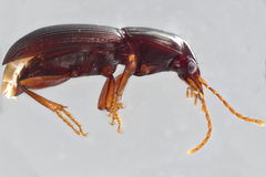 Gastrellarius blanchardi