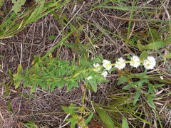 Hexasepalum sarmentosum