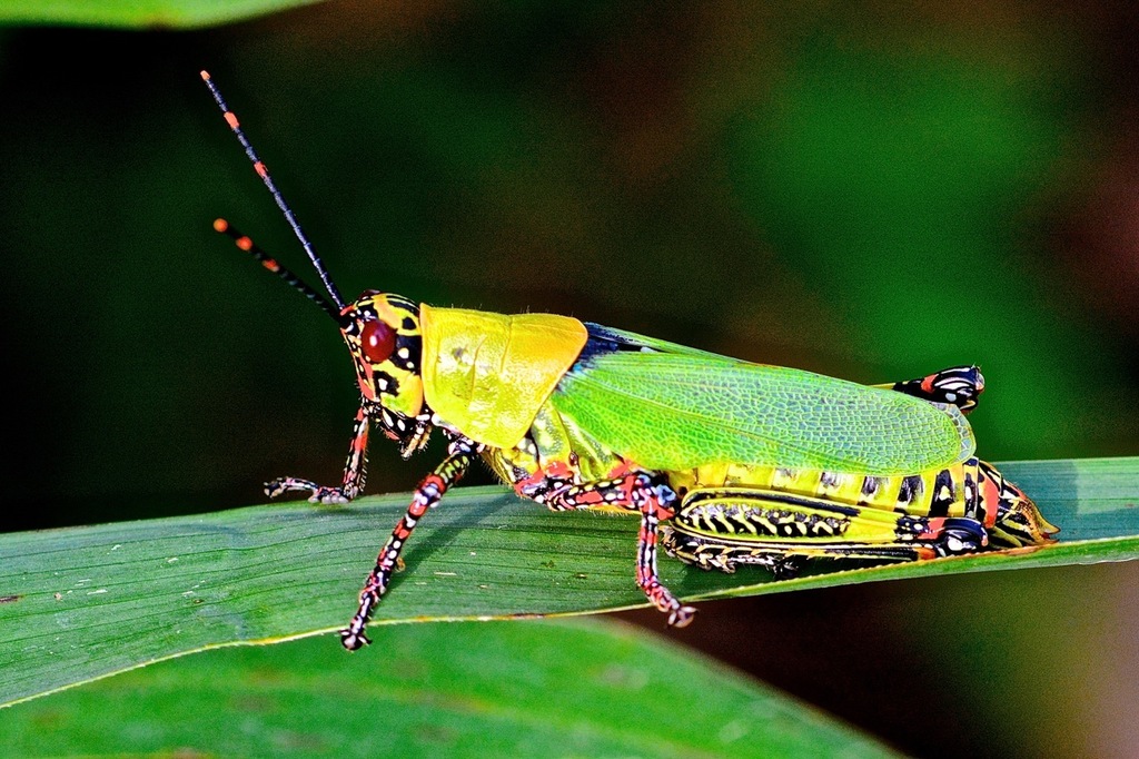 Gaudy Grasshoppers