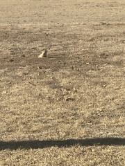 Cynomys ludovicianus