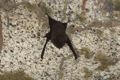 Emballonuridae