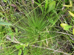 Eryngium pristis