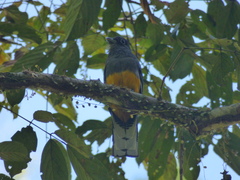 Trogon chionurus