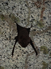 Emballonuridae
