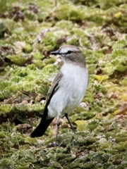 Muscisaxicola alpinus