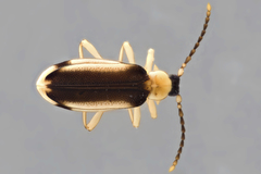 Ischalia costata