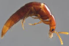 Ischnosoma lecontei