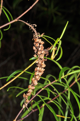 Veronica stenophylla