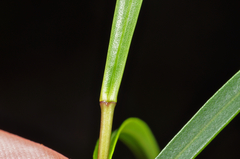 Veronica stenophylla
