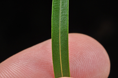 Veronica stenophylla