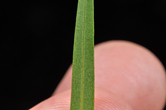 Veronica stenophylla