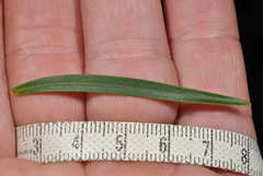 Veronica stenophylla