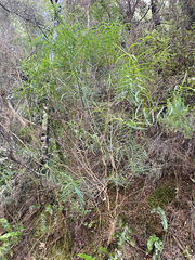 Veronica stenophylla