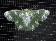 Eucyclodes fascinans