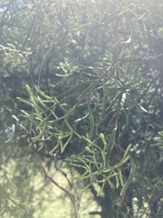 Tripodanthus flagellaris