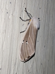 Creatonotos transiens