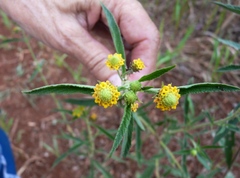 Lippia turnerifolia
