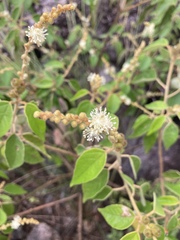 Croton lachnostachyus