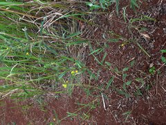 Lippia turnerifolia