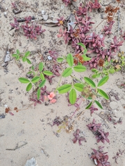 Indigofera candicans