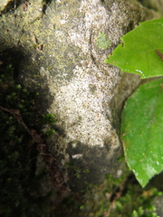 Bagliettoa calciseda