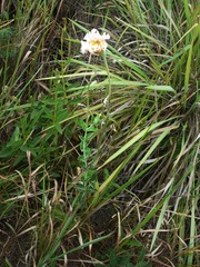 Mandevilla longiflora
