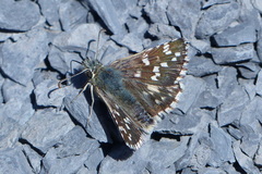 Pyrgus cirsii