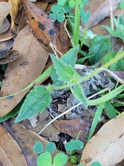 Tridax procumbens image