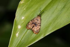 Rhobonda gaurisana