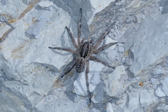 Lycosa tarantula